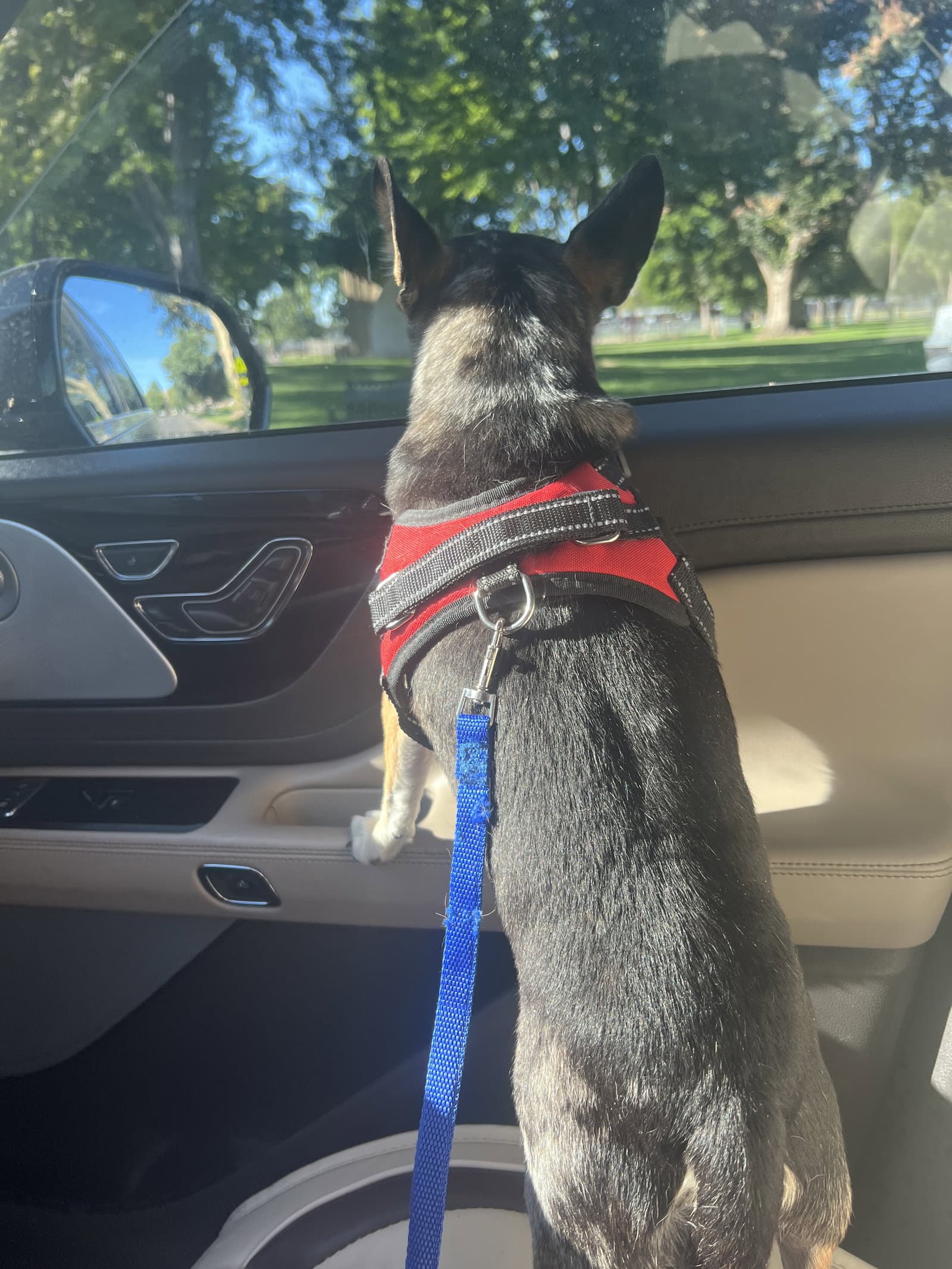 Adoption Pending - Rueben
