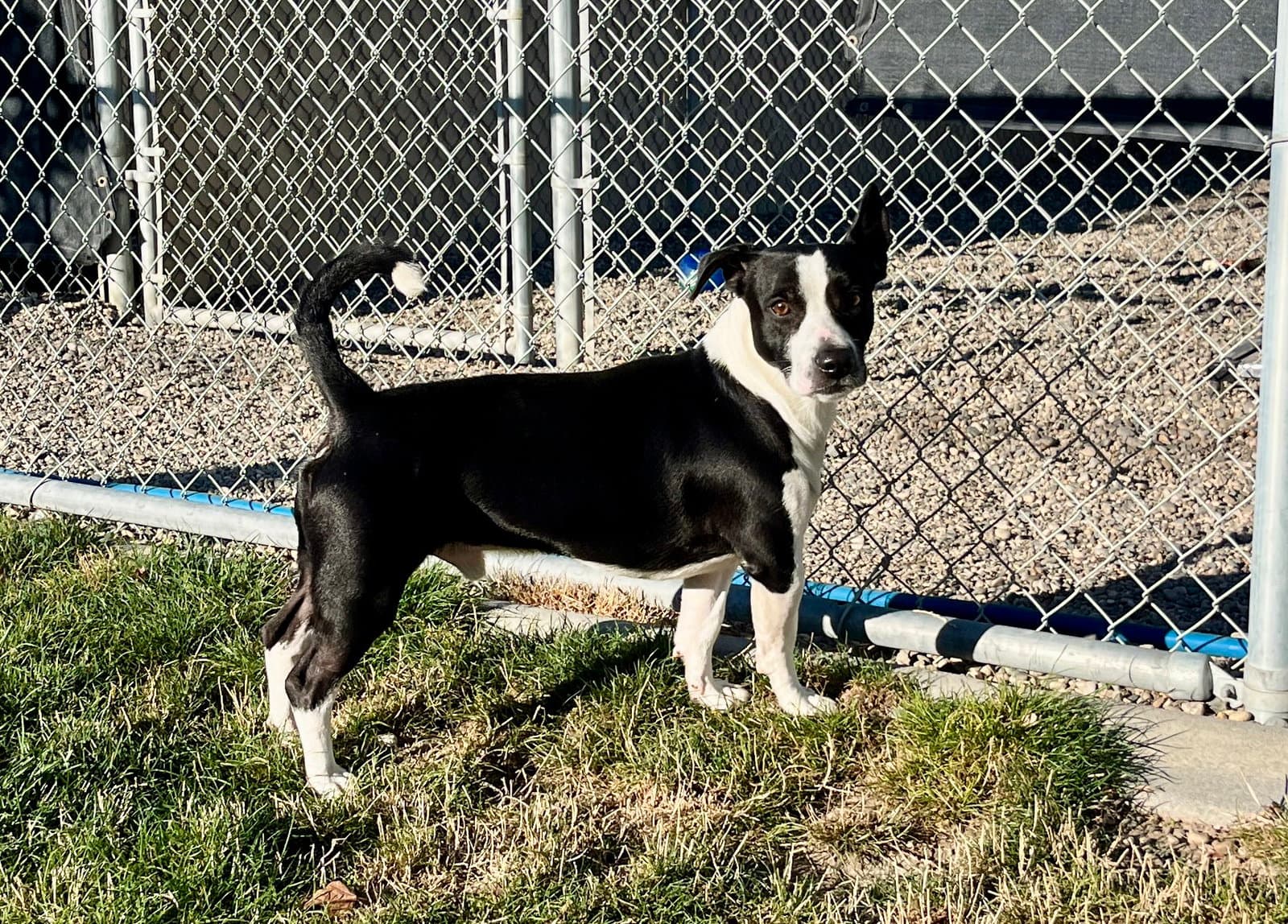 Adoption Pending - Ringo