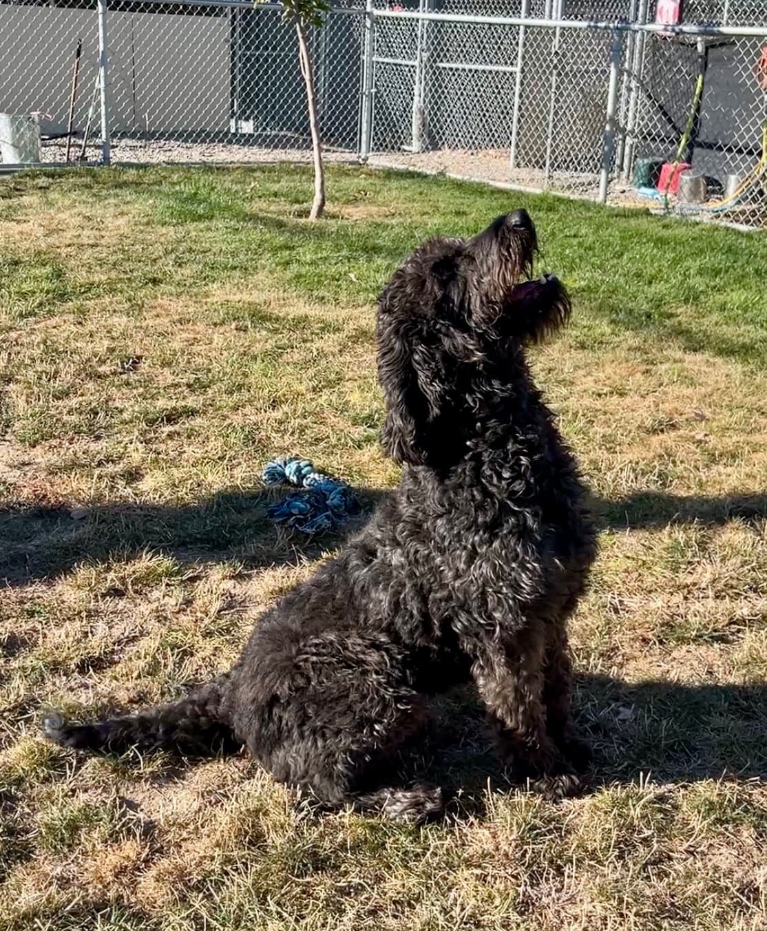 Dolly aka Freya