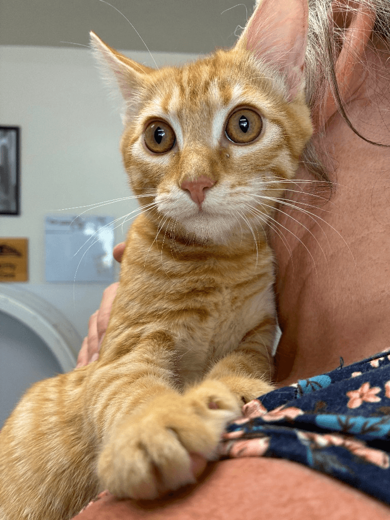 Kitten - Cobalt