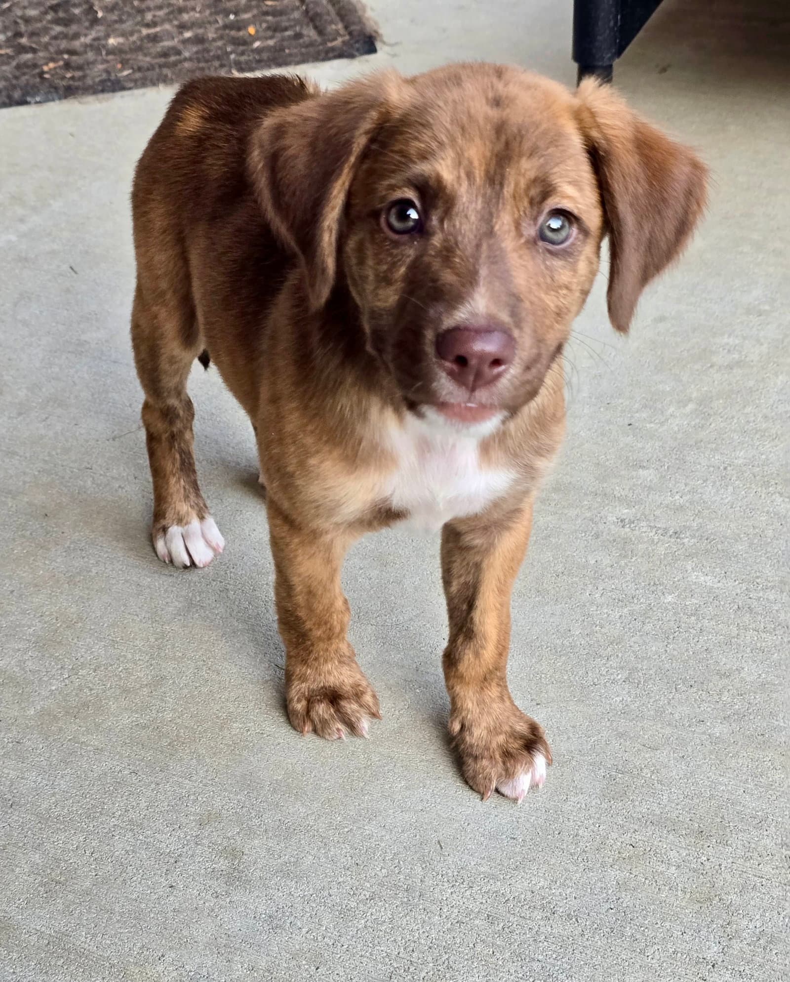 Roo