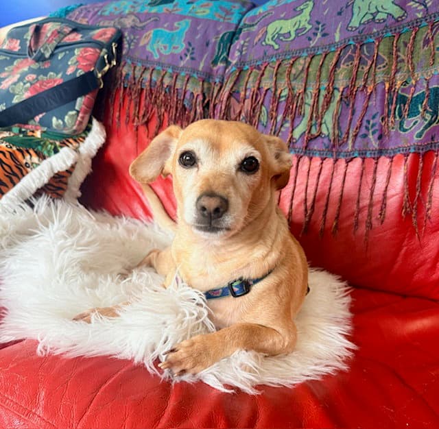 Pogo (Milo) *I am a sweet, mellow, easy guy!*
