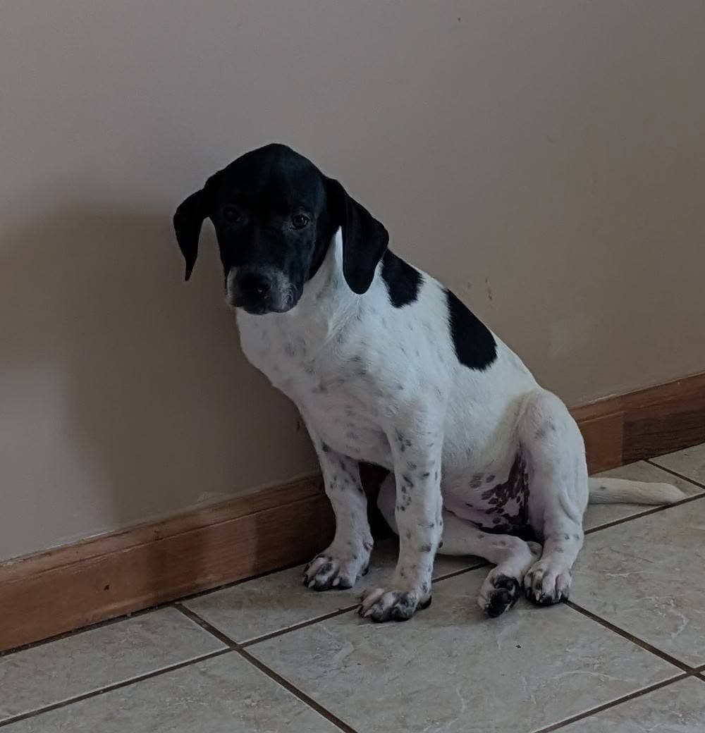 Cookie's Puppies *Help! We need a foster home!*