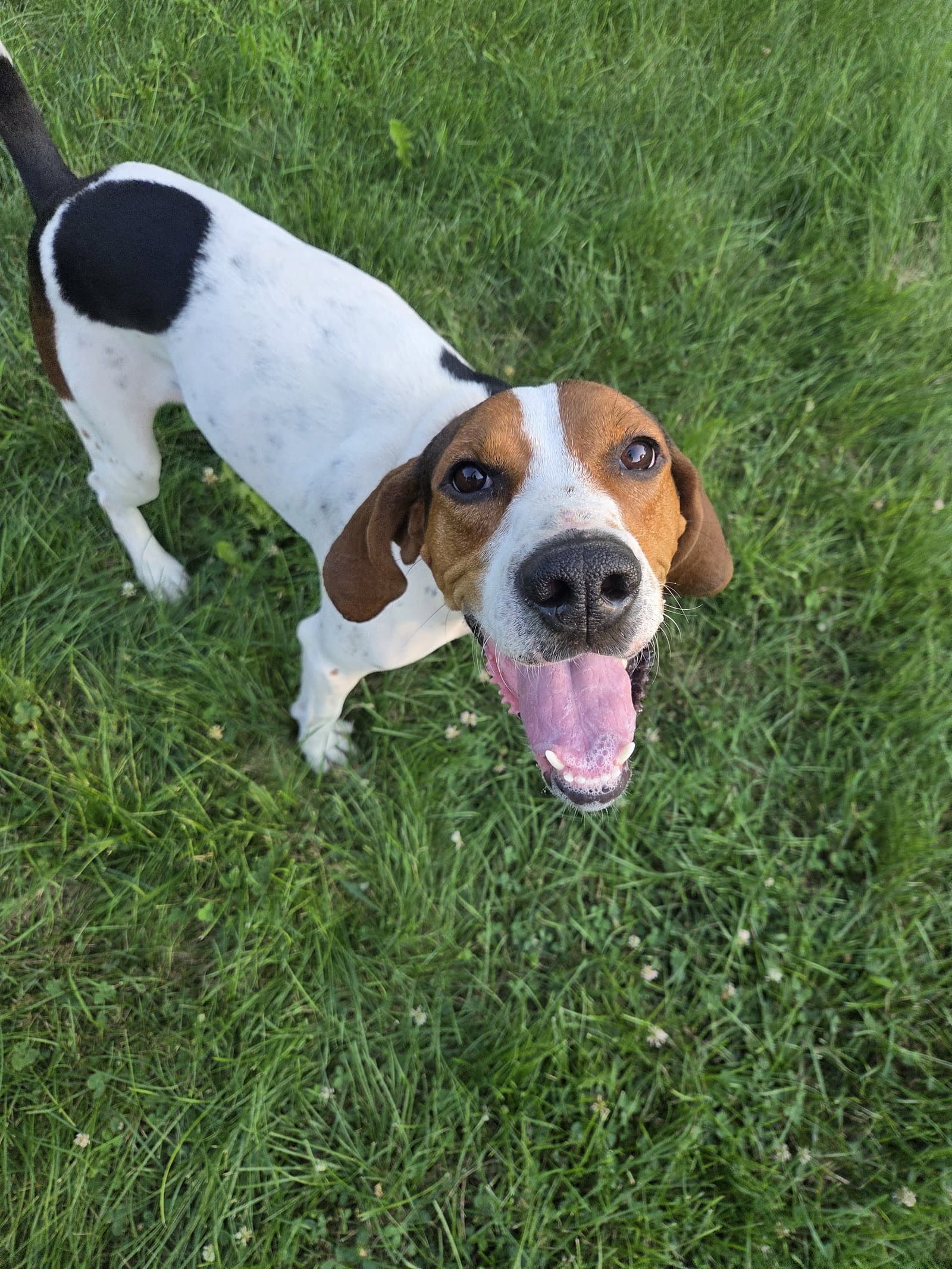 Dottie * I would make an awesome hunting dog!*