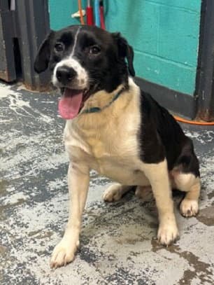 Goose *Help! I need a foster home by Oct 1!*