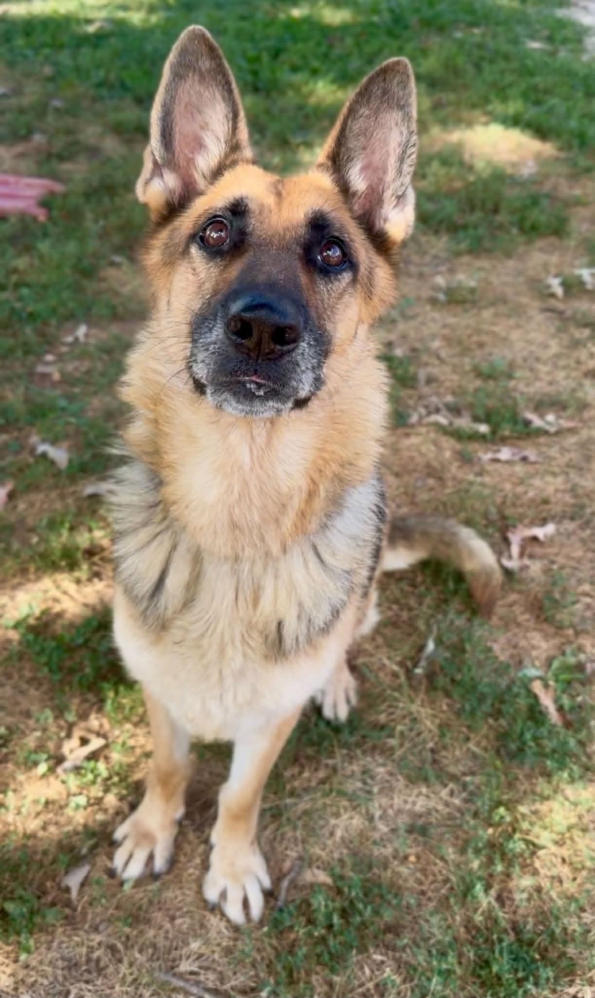Sweet Esme *Help!I need a foster home by Oct 1st!*