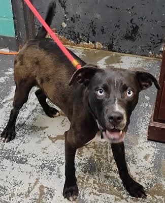 Tiny *Help! I need a foster home by Oct 1!*