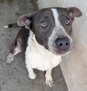 Keni *Help! I need a foster home by Oct 1!*