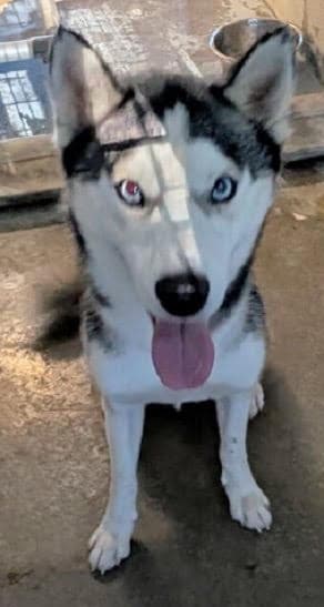 Simon *Help! I need a foster home by Oct 1!*