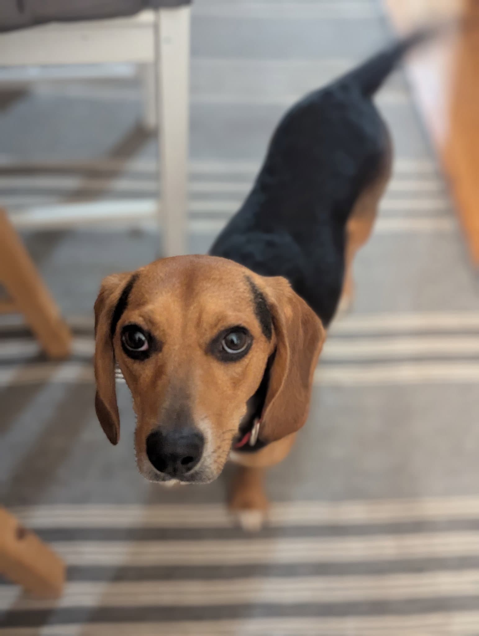 Cooper