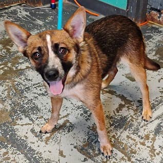 Rogue *Help! I need a foster home asap!*