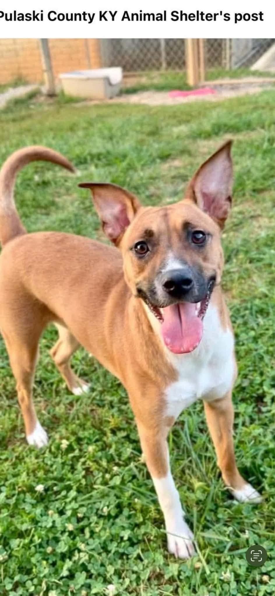 Maggie *Help! I need a foster home asap!*