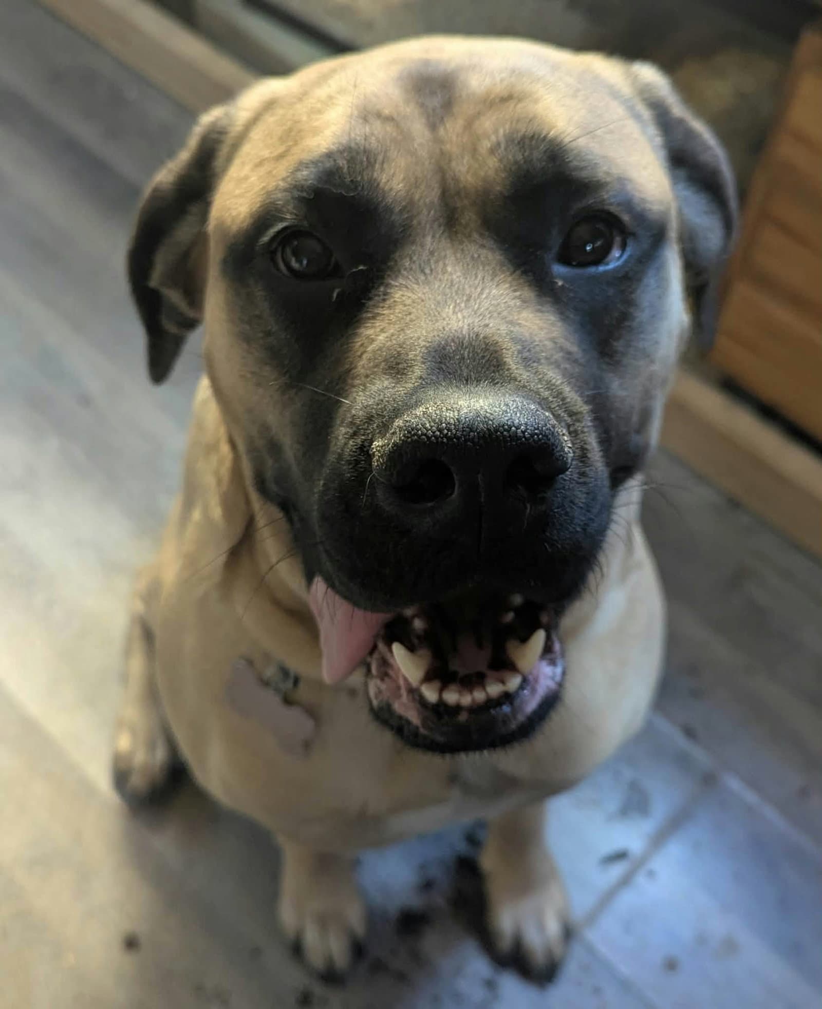 Sunny *foster/adopter needed*