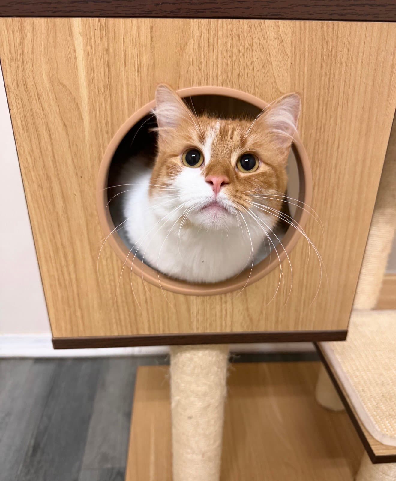 Doritoe (must be adopted with Cheeto)
