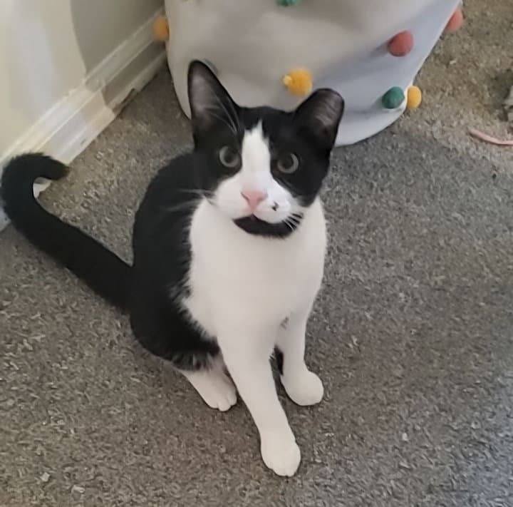 Goth Boy