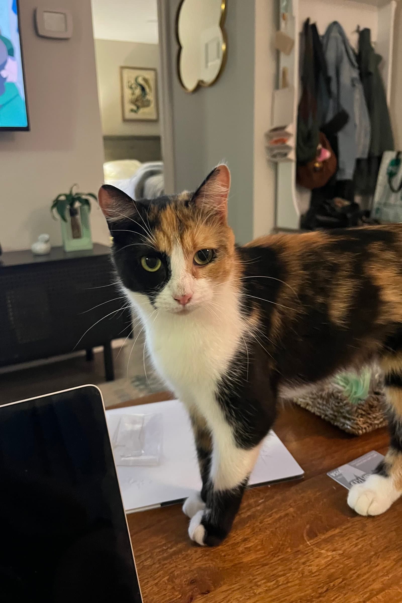 Mittsie