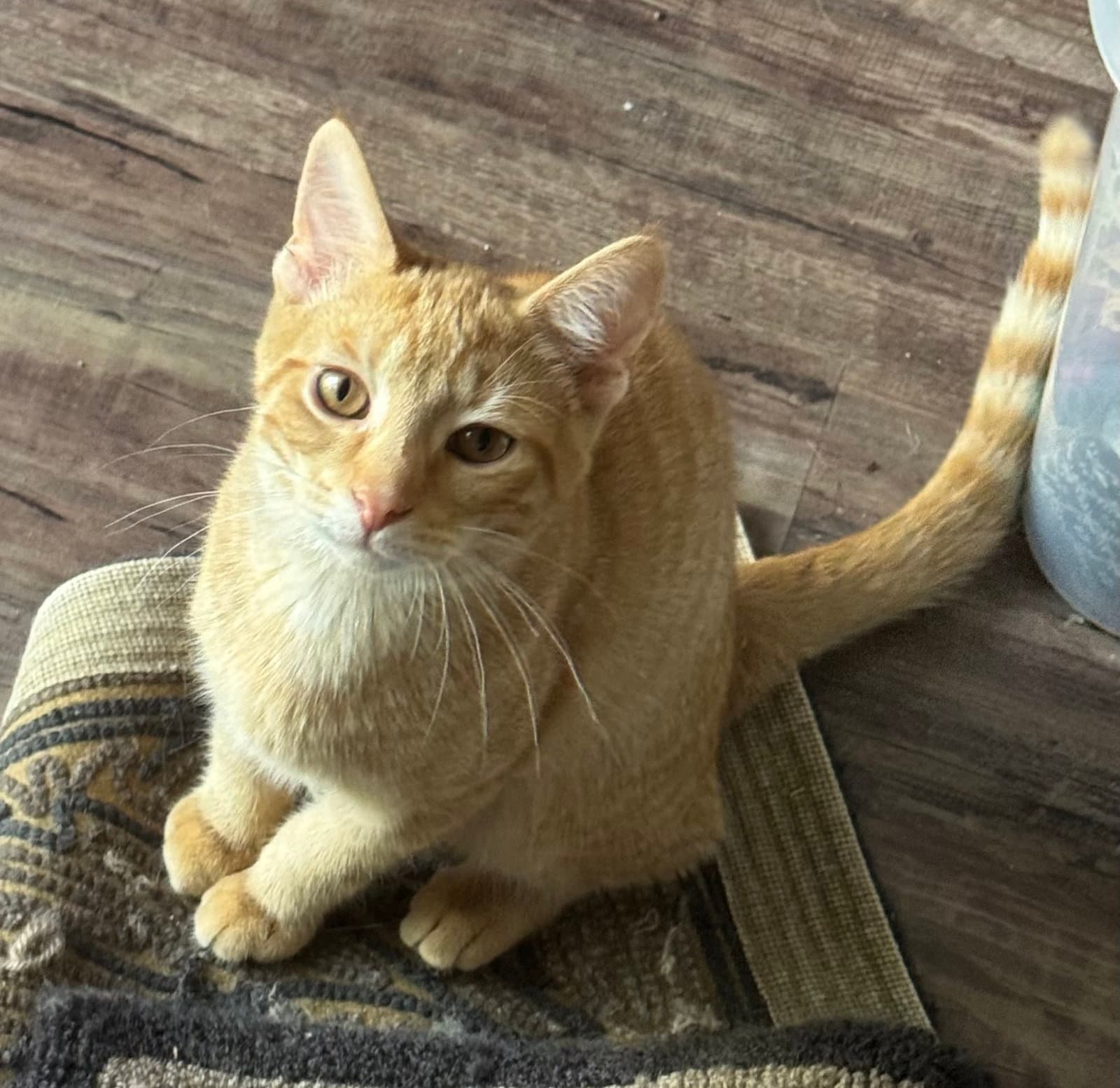 Pawsley