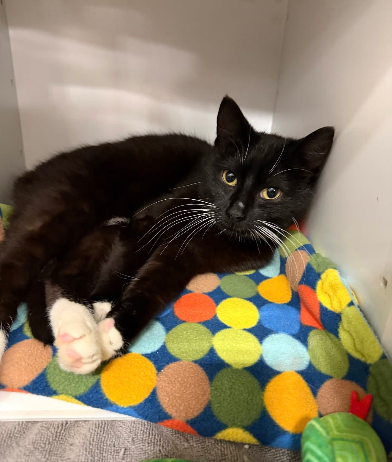 Nacho (must be adopted w/Ajax)