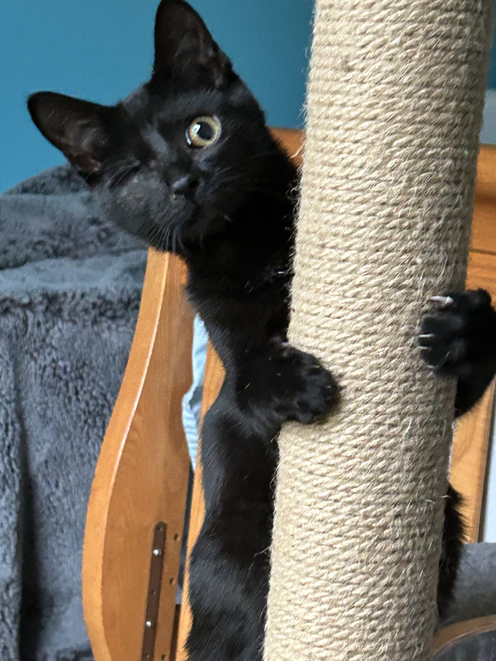 Everdell (one eyed kitten)
