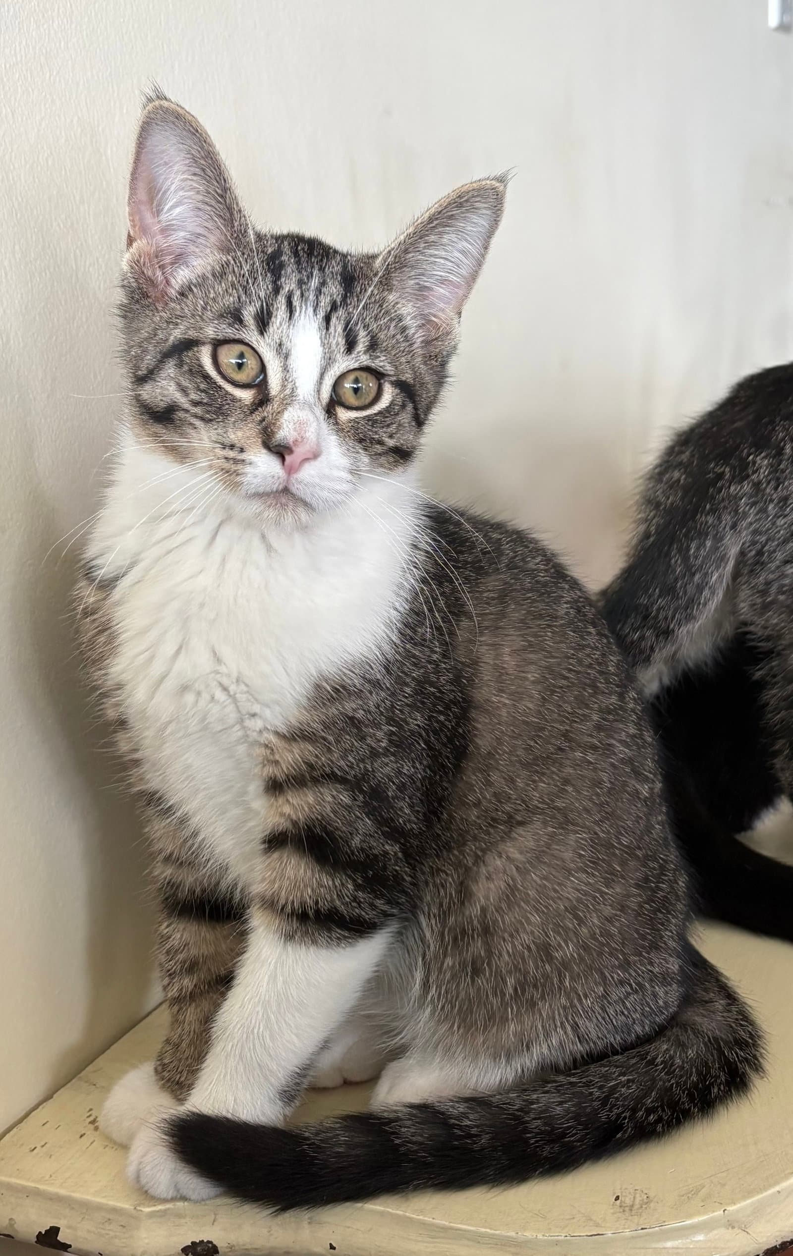 Captain Crunch (must be adopted with Fruit Loops)