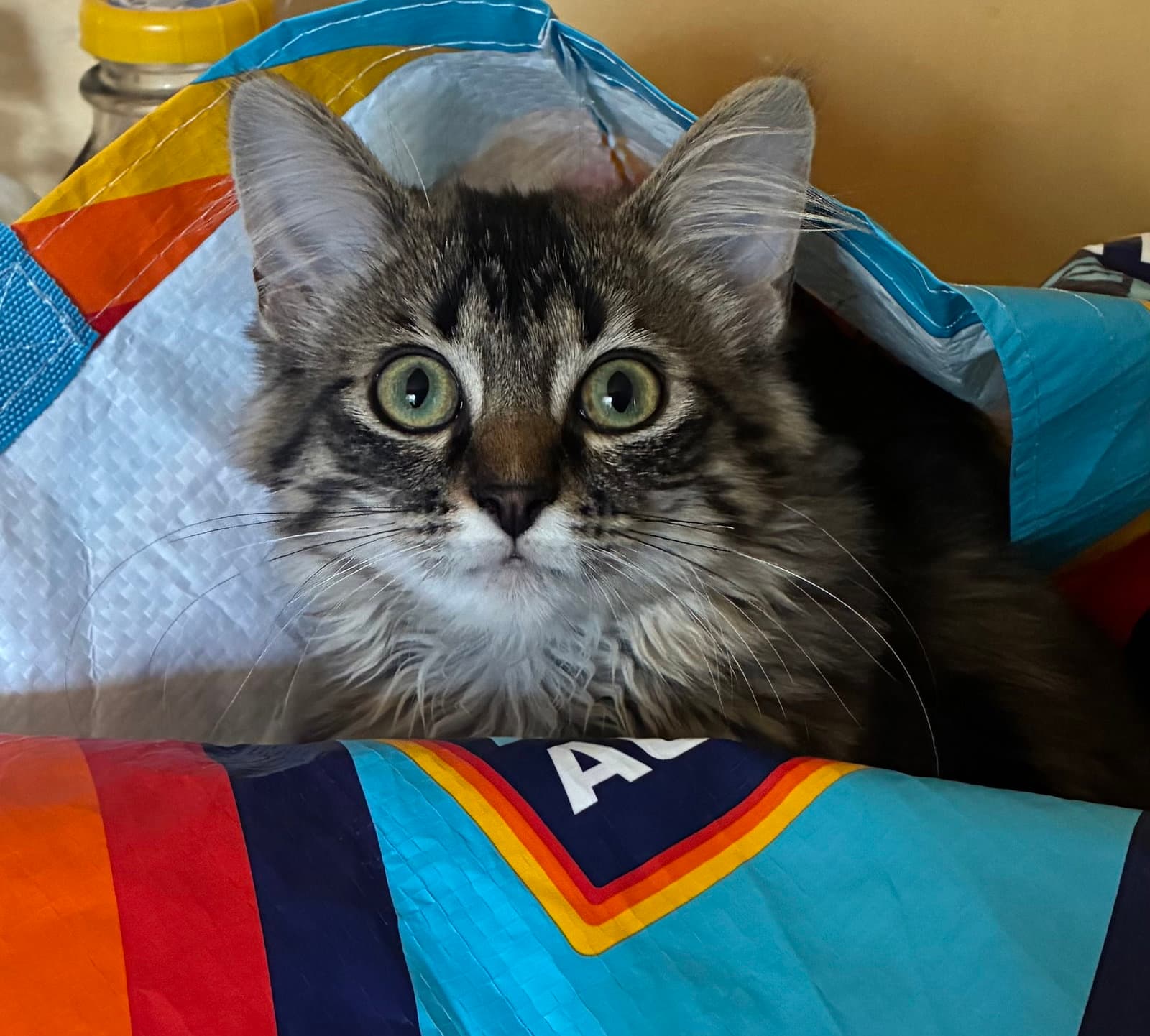 Fitz