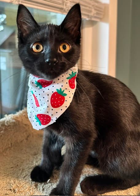 Mary Joe (MUST BE ADOPTED WITH SPERRY)