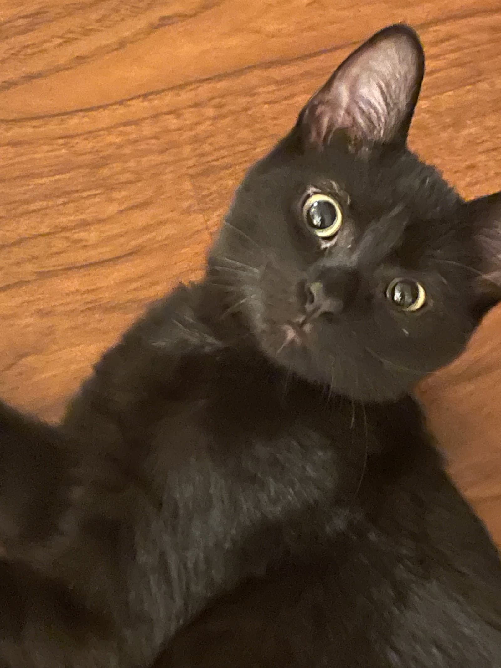Eliza