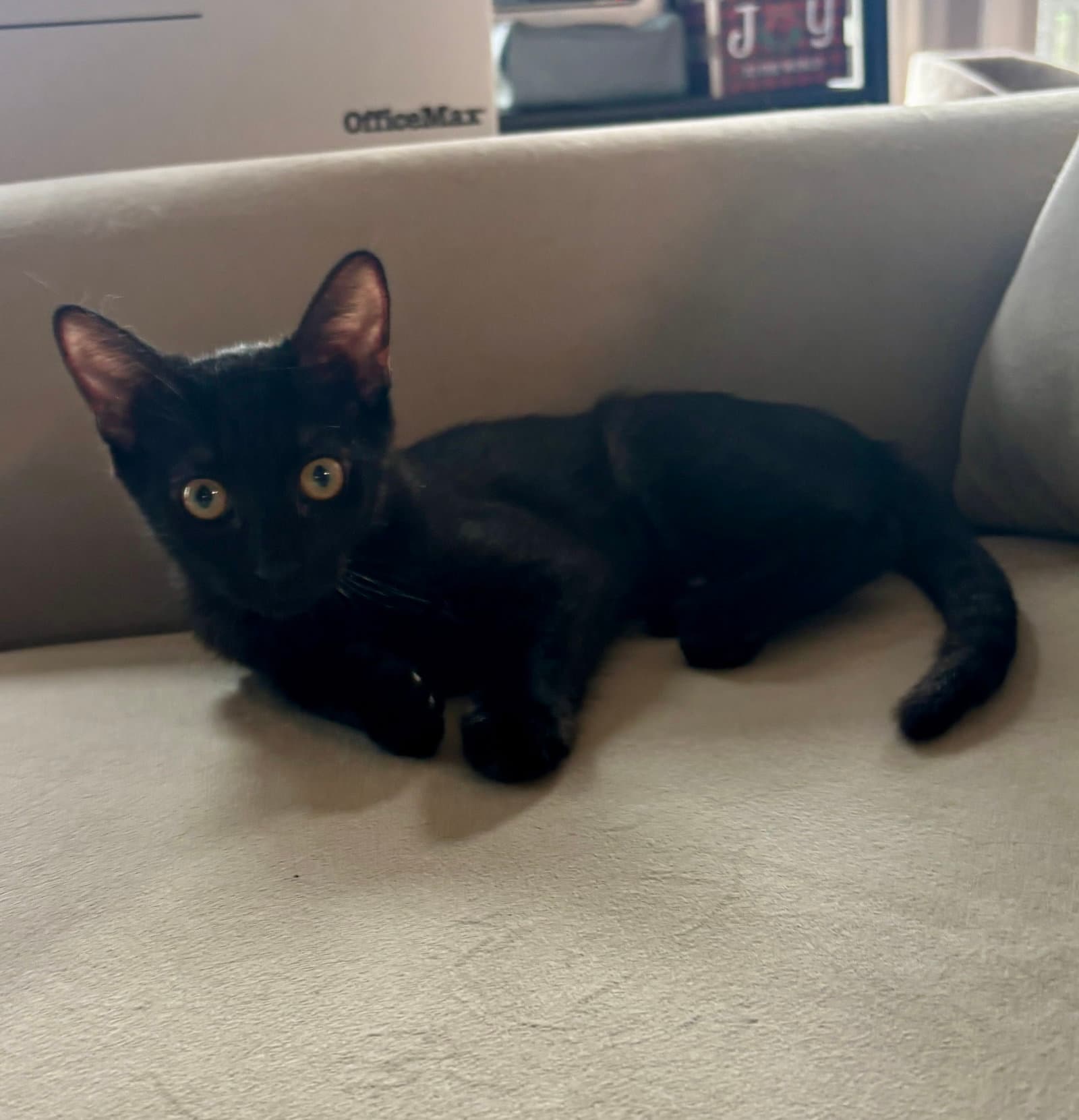Kelly(must be adopted w/Konnie