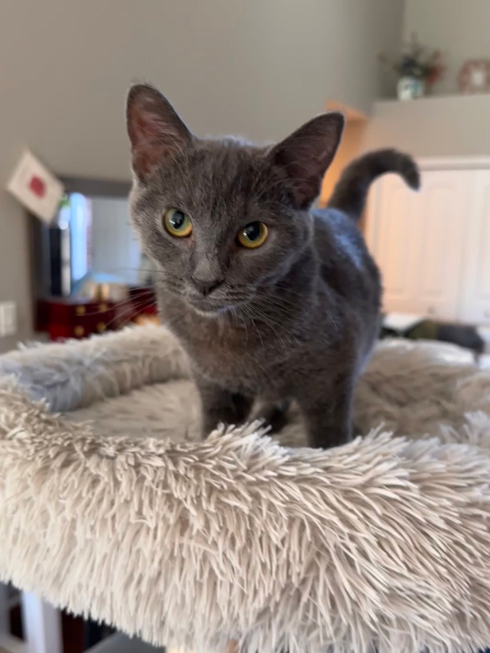Konnie(must be adopted w/Kelly)