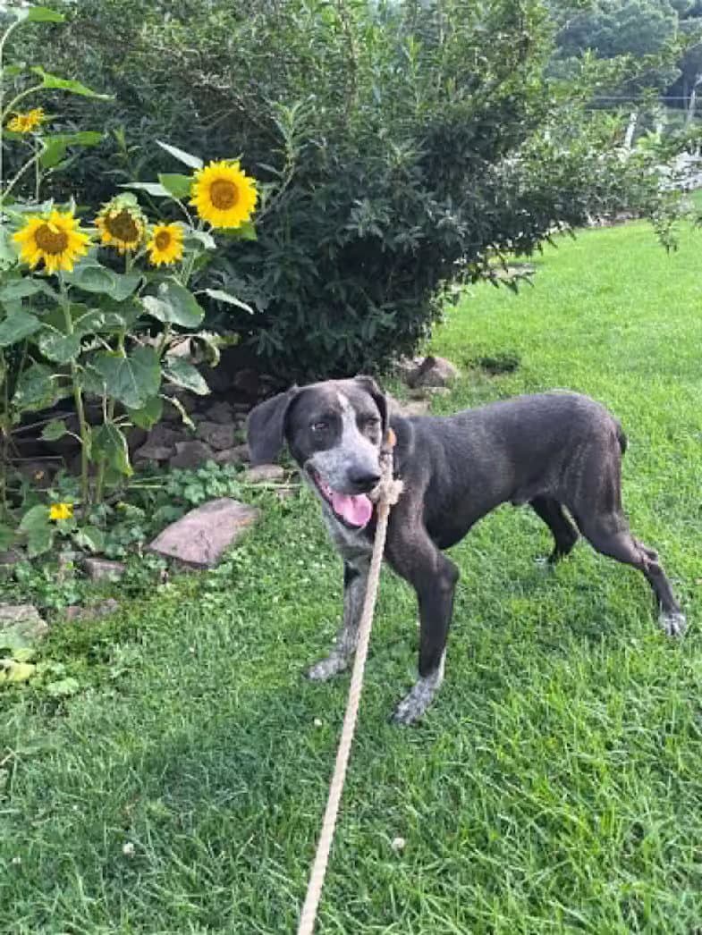 Bashful - rehome