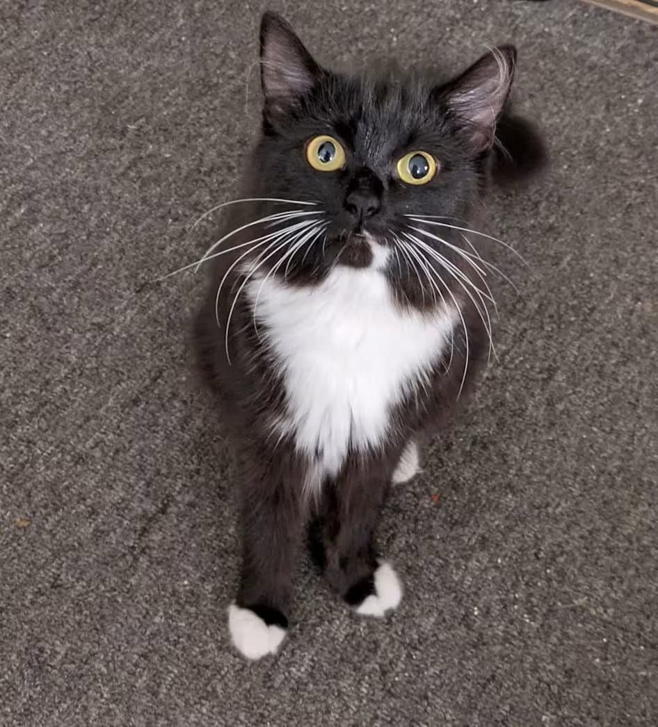 Pennylope Pussycat - Sponsored
