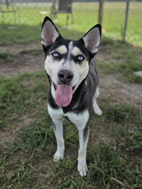 MISHA