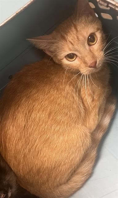 Roxy