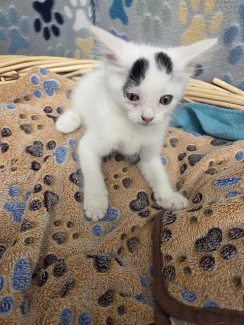 CAVELLA