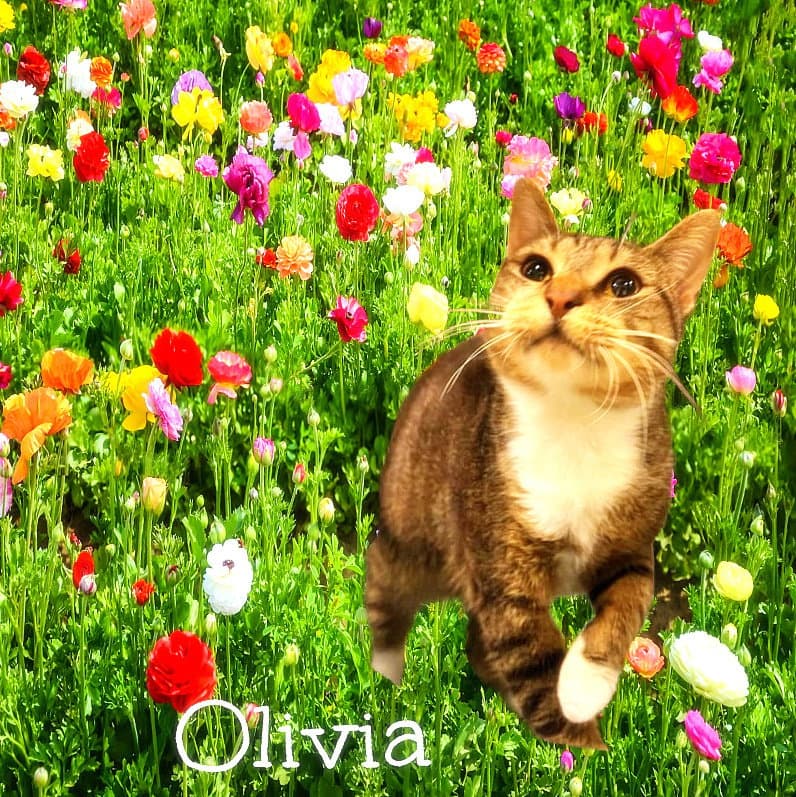 Olivia