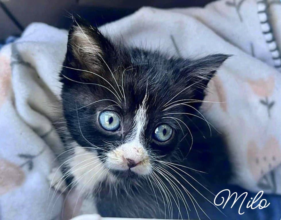 Milo *kitten*