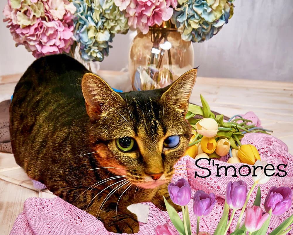 S'mores