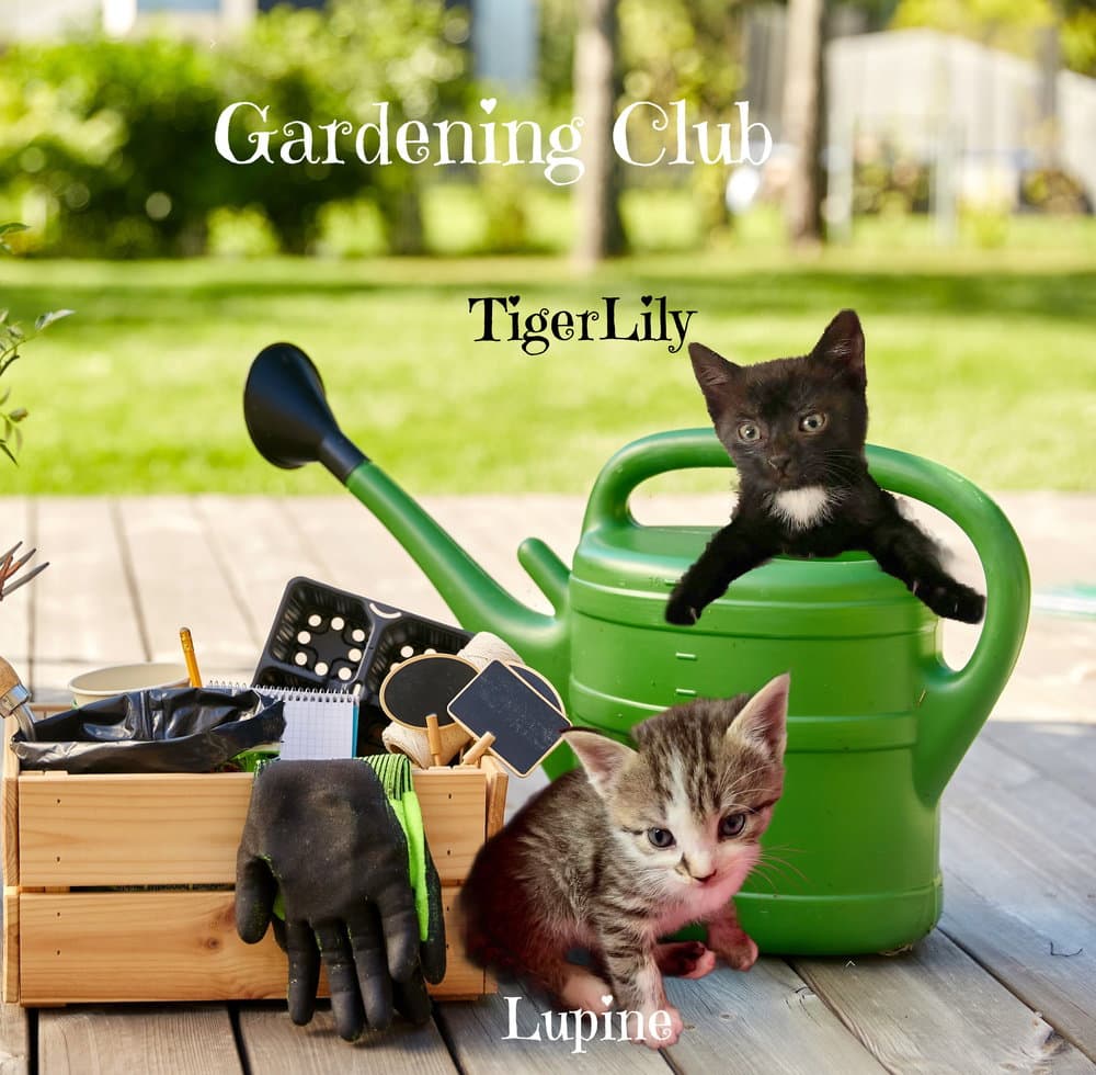 TigerLily *kitten*