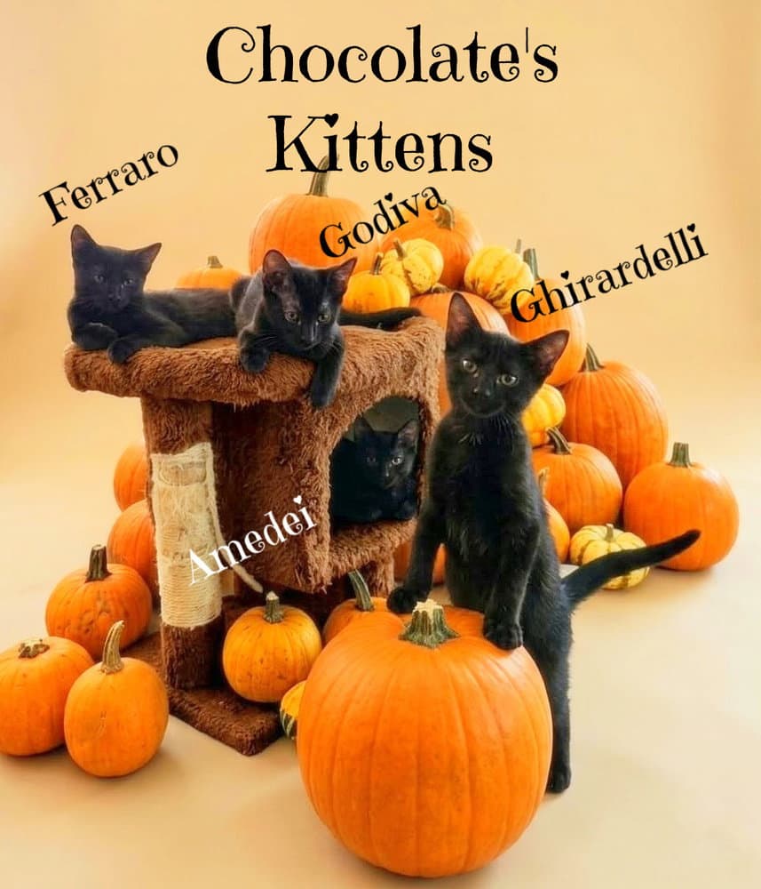 Ghirardelli *kitten*