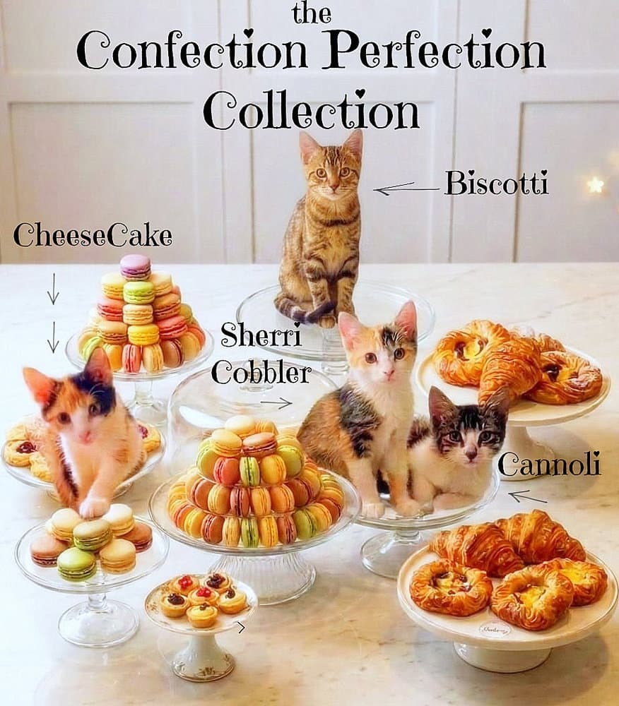 Biscotti *kitten*