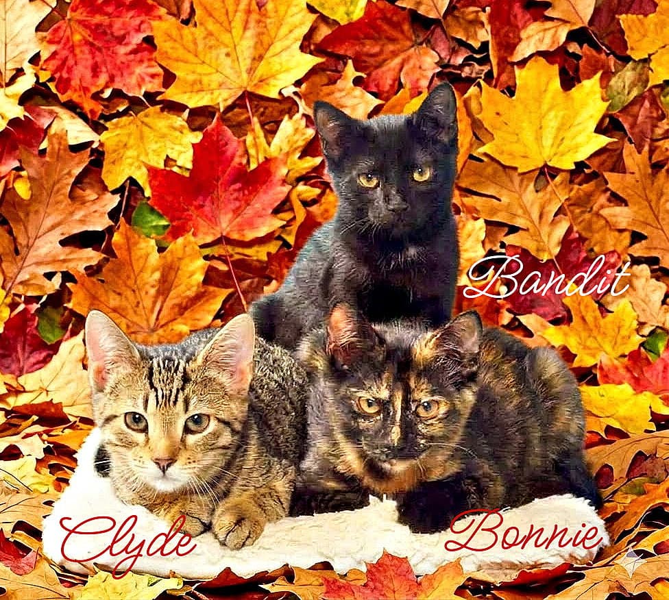 Bonnie *kitten*