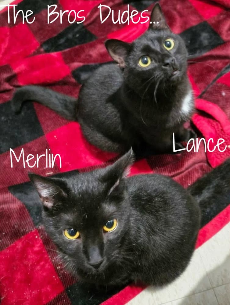 Lancelot *older kitten*