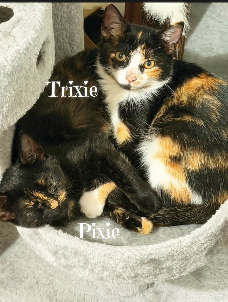 Pixie *kitten*