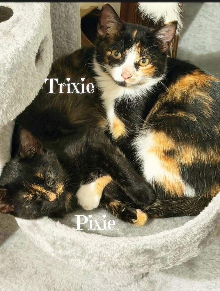 Trixie *kitten*