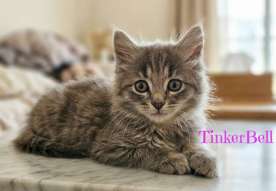 TinkerBell *kitten*