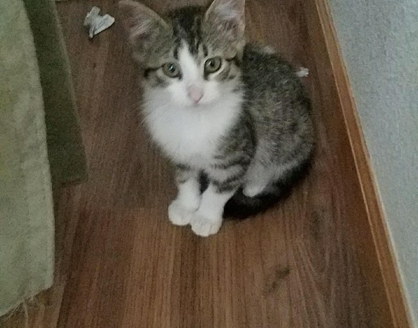 Autumns little kitten