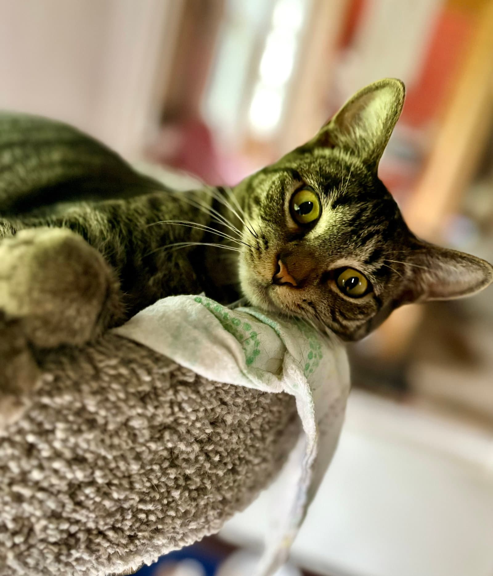 Lacey