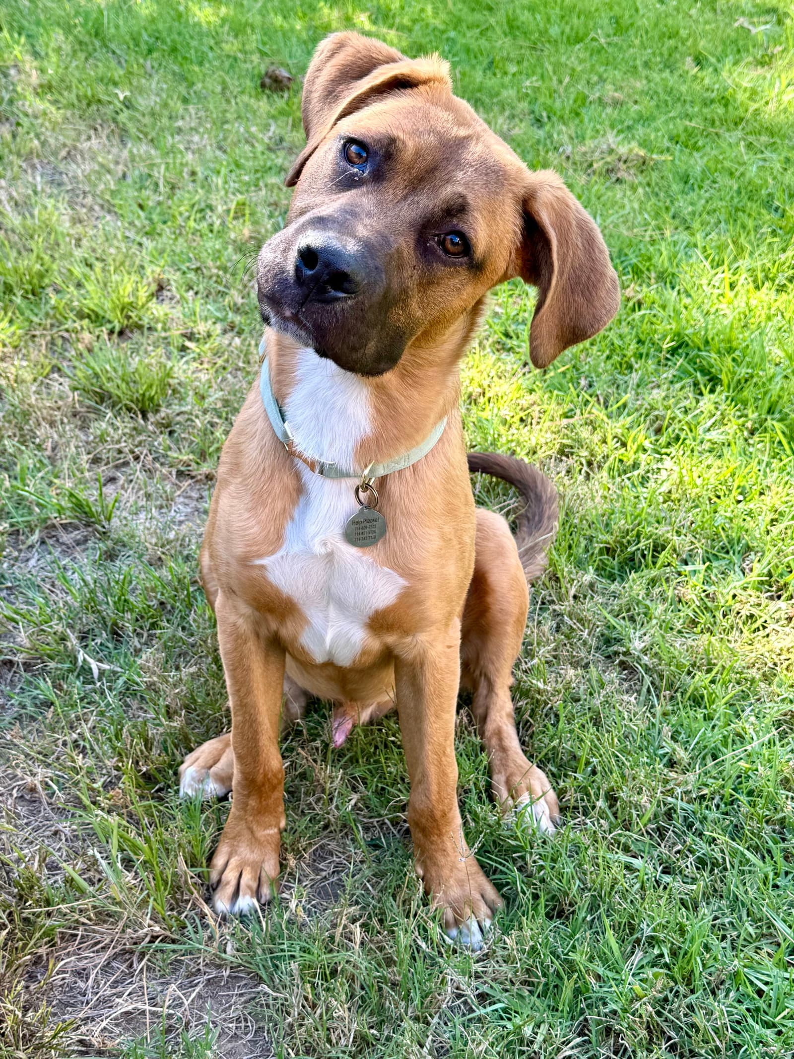 Levi