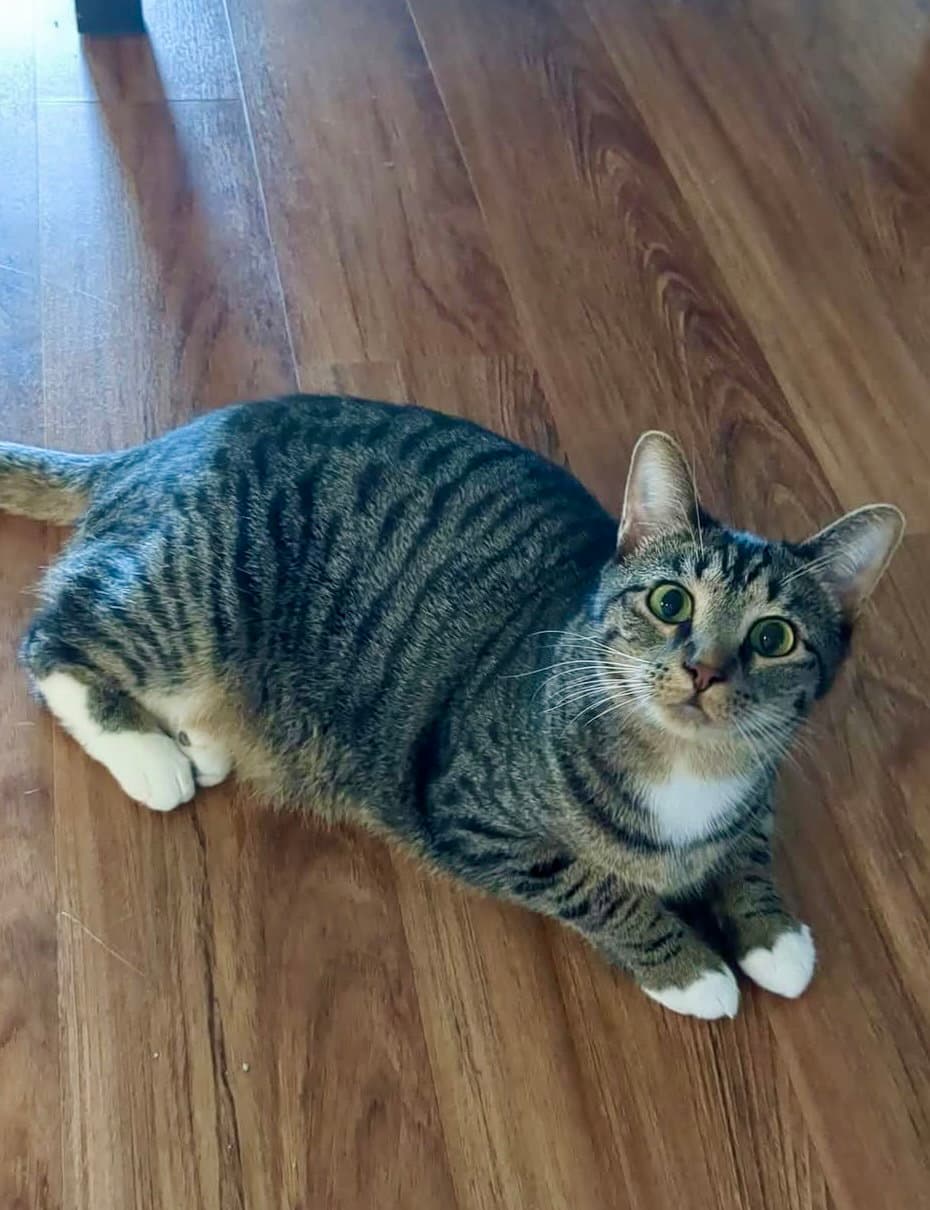 Evie (bonded pair with Seely)