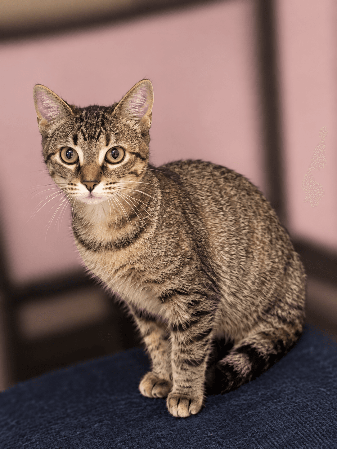 Piper